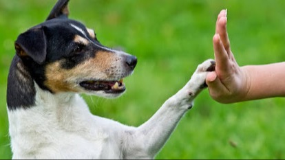 Représentation de la formation : EDUCATION CANINE