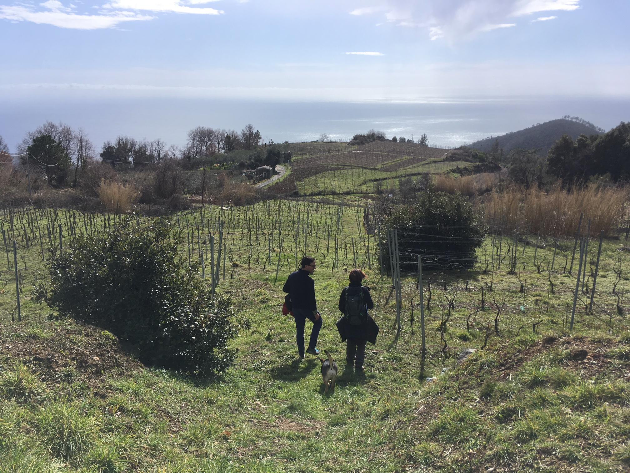 Wine Tour in Bonassola: Visit an Organic Vineyard, Taste the Wines, Visit the Cellar - Alojamientos en Cinque Terre