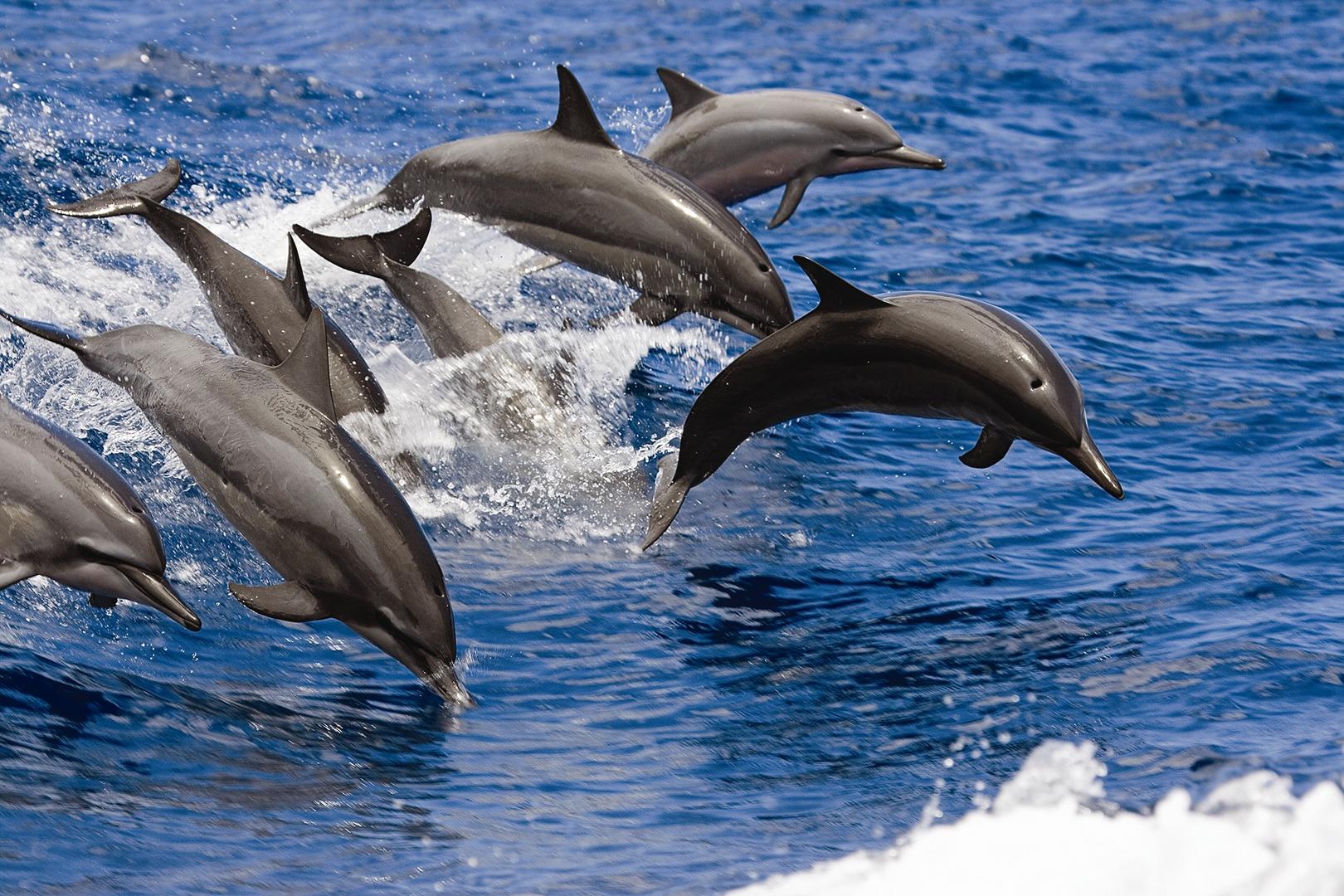 Snorkel Swim Dolphins