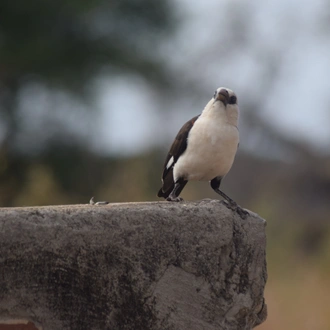 tourhub | Tanzania Royal Tours and Safaris | Tanzania Mid-Range Lodge (Two) 2 Days Luxury Royal Safari tour 