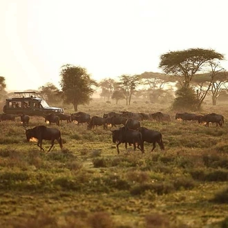 tourhub | Alaitol Safari | 14 days Tanzania & Zanzibar Honeymoon Safari 