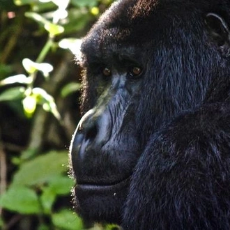 tourhub | G Adventures | Uganda to Rwanda: Gorilla Treks & Safari Drives 