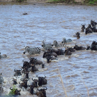 tourhub | Widerange African Safaris | 7 Days River crossing Serengeti migration Safari private Safari 