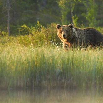 tourhub | Nordic Unique Travels | Overnight Bear Safari - Kuusamo & Oulanka rapids - Small Group Tour  