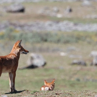 tourhub | Armaye Ethiopia Tours | Ethiopian Unique Wildlife  Safari 