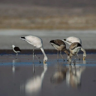 tourhub | Signature DMC | 6-Days Discovering 2 of the World's Largest Salt Flats, Atacama & Uyuni  