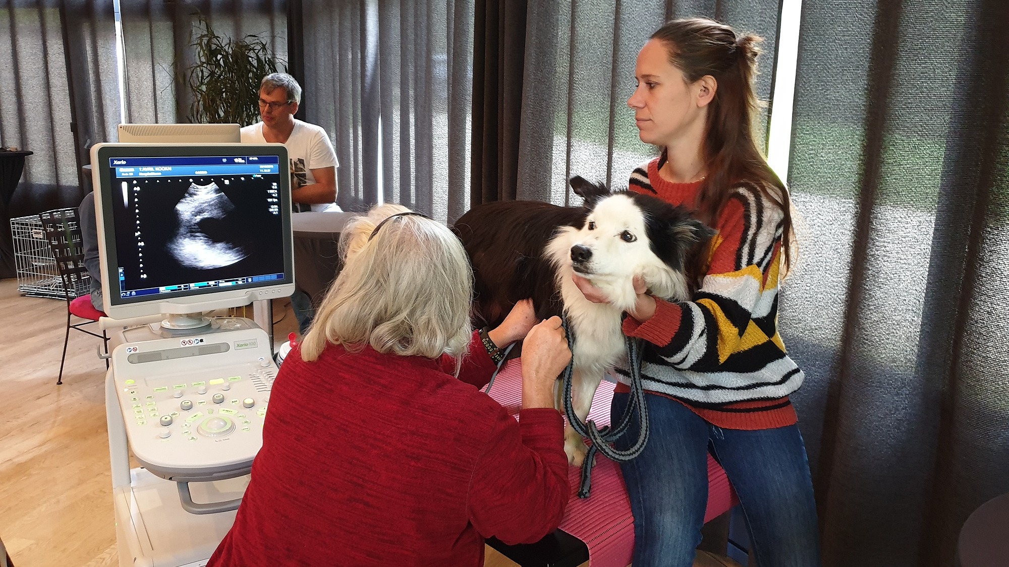 Représentation de la formation : Formation échocardiographie du chien niveau 2
