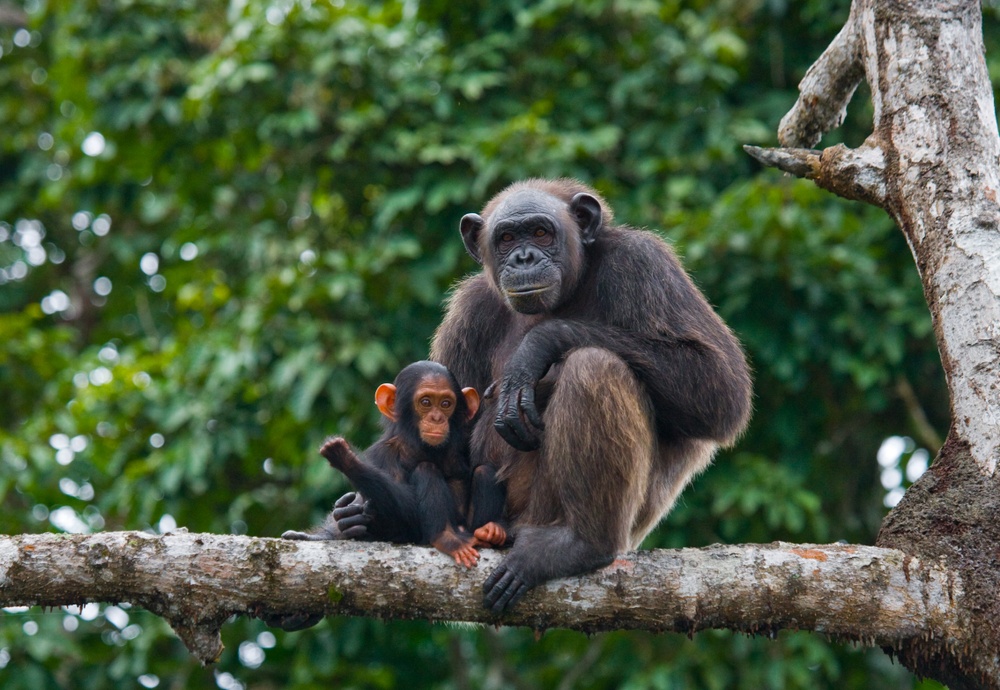 En schimpanshona med unge som sitter i ett Mangroveträd.