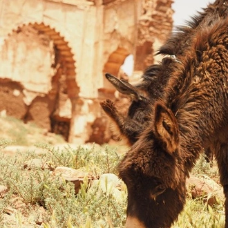 tourhub | SpiceRoads Cycling | Authentic Morocco by Bicycle 