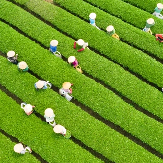 tourhub | Crooked Compass | From China to Laos: Exploring the Ancient Tea Horse Road 