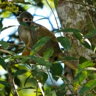 tourhub | Ecuador Galapagos Travels | 4-Day Amazon Eco-Adventure: Thrills In the Rainforest Of Iquitos 