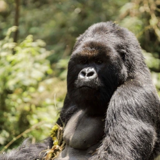 tourhub | Kawira Safaris Ltd | 11 Days Uganda Chimps, Wildlife Safari and Gorilla Trekking Adventure 