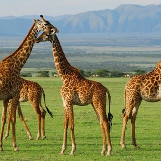 tourhub | Gracepatt Ecotours Kenya | 5Days Tanzania Camping Safari to Lake Manyara Serengeti And Ngorongoro Crater from Arusha 