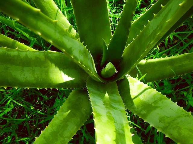 Aloe Vera plant picture