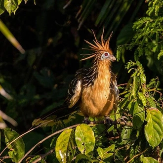 tourhub | Bamba Travel | Puerto Maldonado Amazon Budget Eco-Lodge 4D/3N 