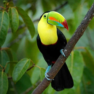 tourhub | YellowWood Adventures | Ecotourism in Costa Rica; rainforests, coffee & coastline 