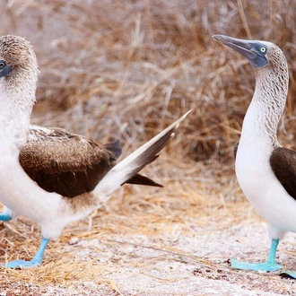 tourhub | Explore! | Galapagos Express - Central & West Islands aboard the Archipel I 