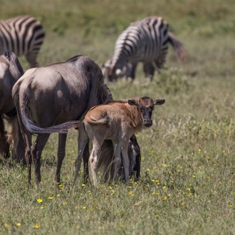 tourhub | Beach and Safari Holidays | The Ultimate Serengeti Experience 