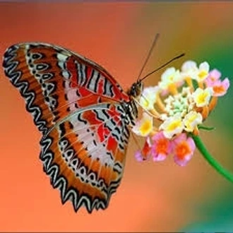 tourhub | Adventure Himalayan Travels & Treks | Butterfly Watching Tour 