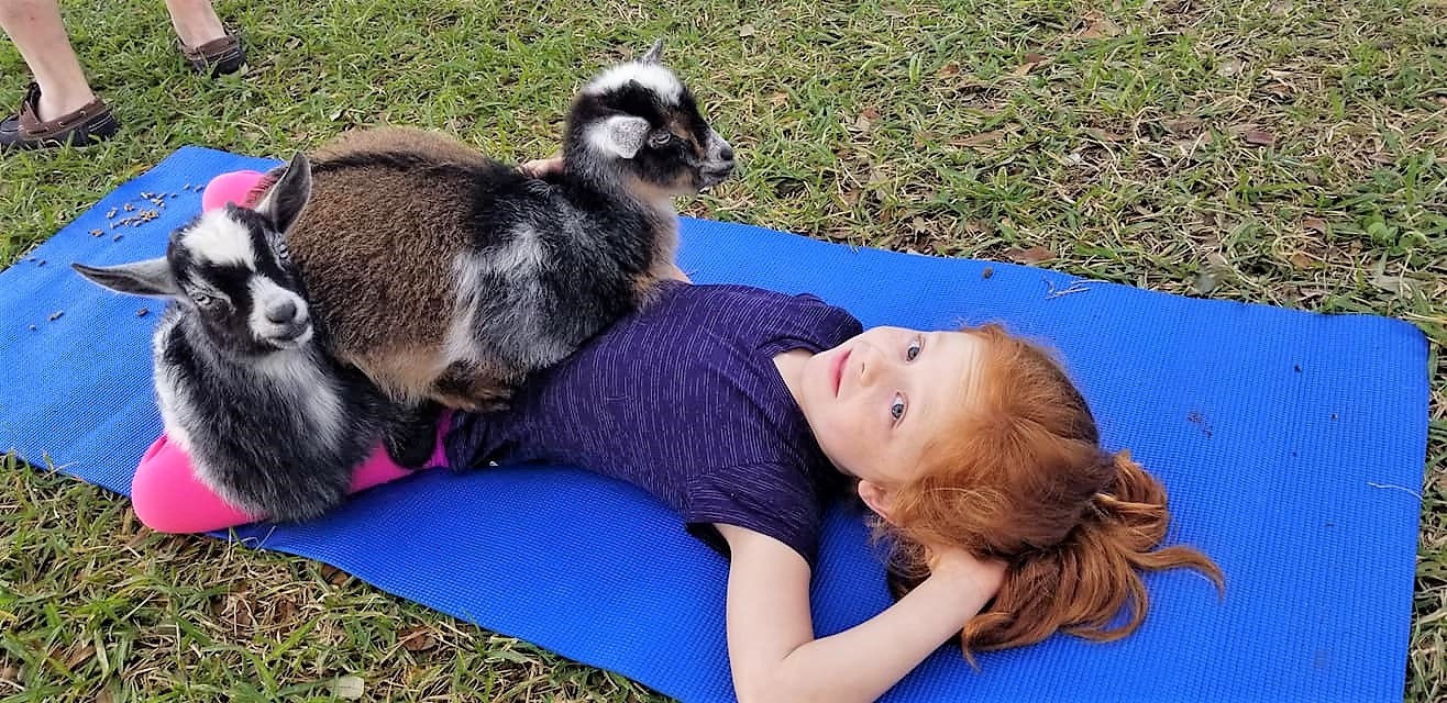 Goat Yoga with Adorable Baby Goats and Mimosas image 4
