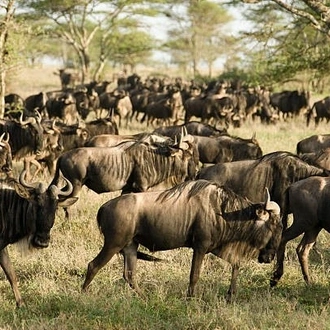 tourhub | Widerange African Safaris | 7 Days Tanzania mid-range Lodge Safari - Serengeti Migration Safari 