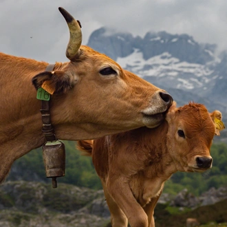 tourhub | Exodus Adventure Travels | Walking the Picos de Europa 