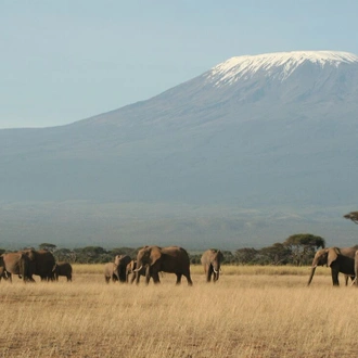 tourhub | Intrepid Travel | Kilimanjaro: Rongai Route 