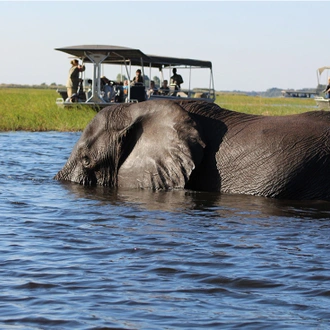 tourhub | Intrepid Travel | Chobe National Park Short Break 