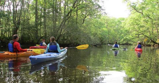 Morning 2 Hour Wambaw Creek Wilderness Area Tour