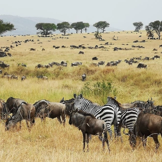 tourhub | Beach and Safari Holidays | Safari through the Serengeti, including the World-Famous Crater 