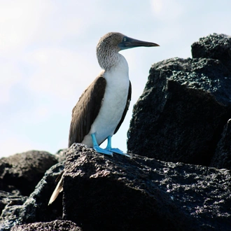 tourhub | Ecuador Galapagos Travels | 5 Days Galapagos Expedition Tour 