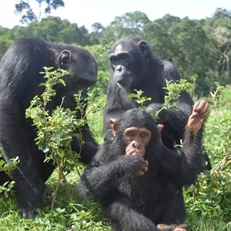 tourhub | ECOVIC TOURS & TRAVEL UGANDA | 9-Days Uganda Wildlife & Primates Safari 