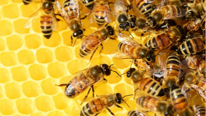 Représentation de la formation : Initiation à l’apiculture_ADPSA
