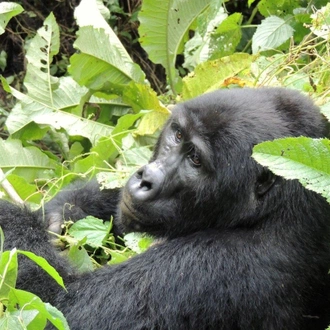 tourhub | ARP Travel Group | Gorillas Through the Mist - Le Bambou Gorilla Lodge (On Request) 