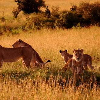 tourhub | Exodus Adventure Travels | Gorillas & Masai Mara - Camping 