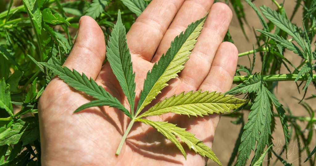 Twin Cannabis Seedlings
