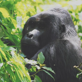 tourhub | GoExplore Safaris | Ultimate Gorilla Trekking Safari 