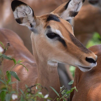 tourhub | ARP Travel Group | Safari to the Shimba Hills, Ngutuni & Salt Lick, Short Break (On Request) 