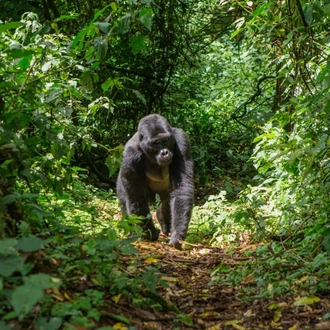 tourhub | Kent Safari Tours | 4 Days Bwindi Safari Tour 