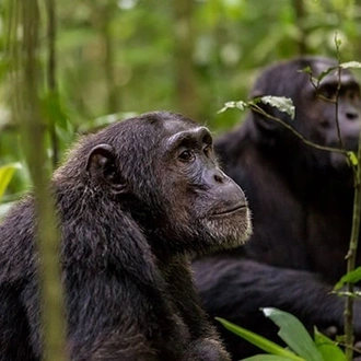 tourhub | Ecovic Tours and Travel Uganda | 10-Days Mountain Gorillas, Chimps & Uganda Wildlife Safari 