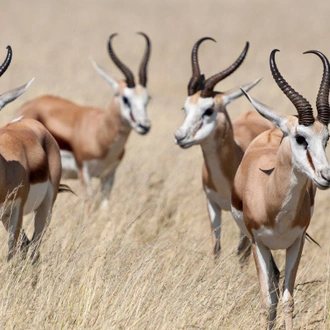 tourhub | ATC Namibia | Beautiful Contrasts of Northern Namibia, Private Tour (On Request) 