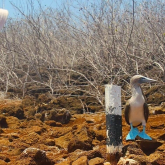 tourhub | Lead Adventures | The Galapagos Experience in 7 days 