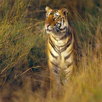 tourhub | Holidays At | India Highlights and Tiger Safari Tour 