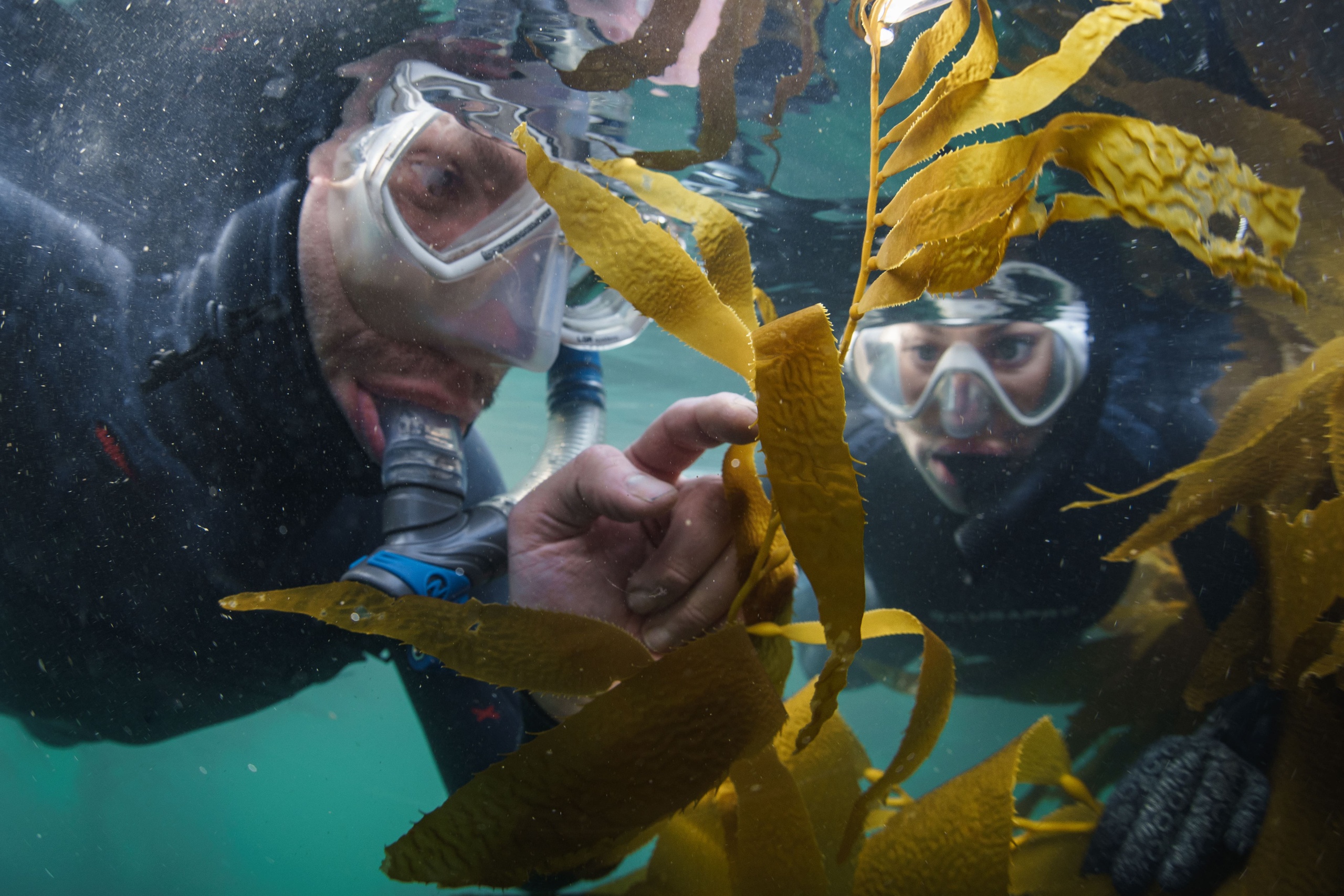 Snorkel Tour