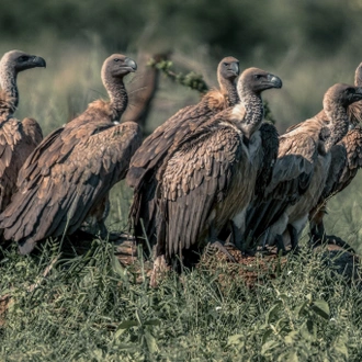 tourhub | Alaitol Safari | 2 Days Safari to Tarangire National Park, Ngorongoro Crater and Snake Park 