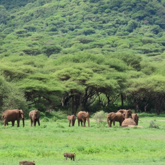 tourhub | Eddy tours and safaris | The best 4 Days Tanzania Safari. 