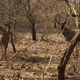 tourhub | Agora Voyages | Sacred Temple & Gir National Park Expedition 