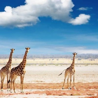 tourhub | On The Go Tours | Etosha, Okavango & Chobe - 14 days 