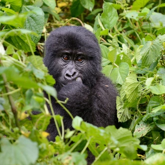 tourhub | Exodus Adventure Travels | Chimps & Gorillas of Uganda 