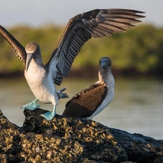 tourhub | G Adventures | Galápagos Express Adventure: Wilderness & Wildlife 